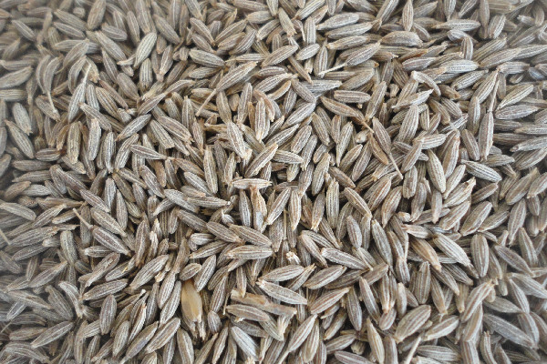 孜然是辛辣食物嗎 孜然有辣味嗎 孜然是辛辣食物嗎 孜然有辣味嗎