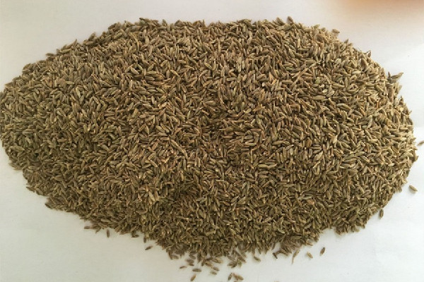 孜然是辛辣食物嗎 孜然有辣味嗎 孜然是辛辣食物嗎 孜然有辣味嗎