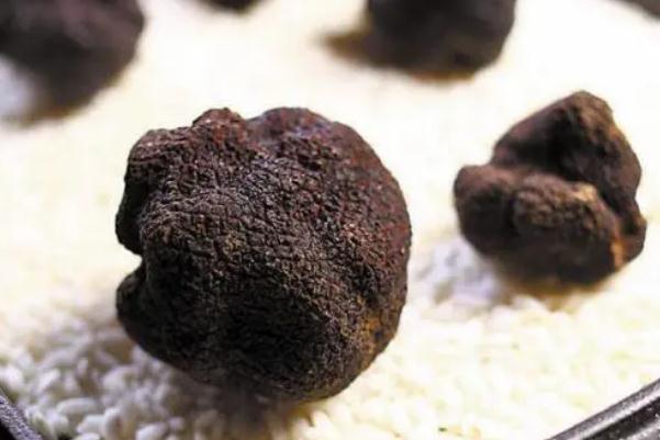 黑松露是發(fā)物嗎 黑松露的食用功效 黑松露是發(fā)物嗎 黑松露的食用功效