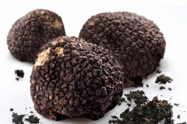 黑松露有味道嗎 黑松露有毒性嗎 黑松露有味道嗎 黑松露有毒性嗎