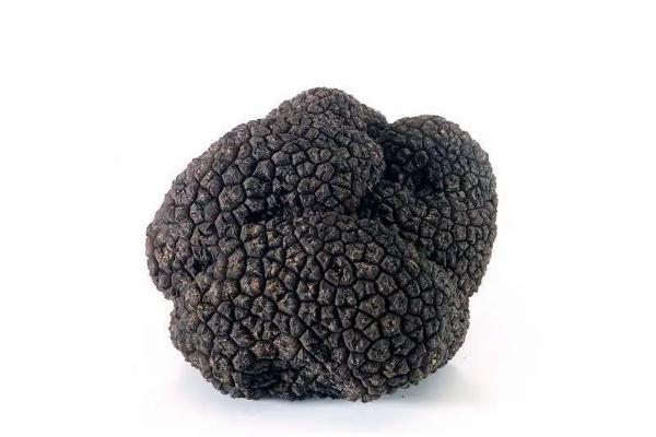 黑松露怎么吃最好 黑松露為什么那么貴 黑松露怎么吃最好 黑松露為什么那么貴