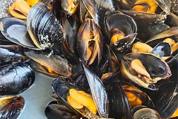 海虹用冷水煮還是熱水煮 海虹煮熟了第二天能吃嗎 海虹用冷水煮還是熱水煮 海虹煮熟了第二天能吃嗎