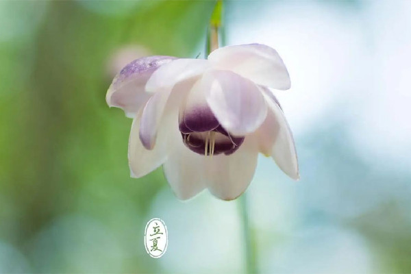 立夏要吃雞蛋嗎 立夏吃雞蛋的寓意 立夏要吃雞蛋嗎 立夏吃雞蛋的寓意