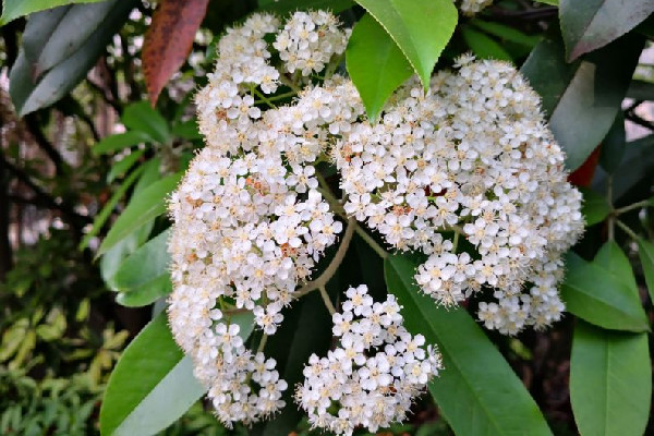 石楠花是什么梗 石楠花的味道是什么梗 石楠花是什么梗 石楠花的味道是什么梗
