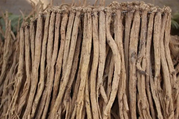 黨參可以放多久 黨參怎么保存 黨參可以放多久 黨參怎么保存