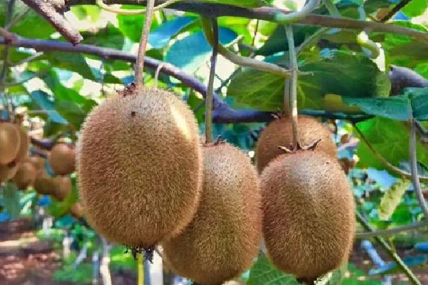 獼猴桃對身體有什么好處 獼猴桃是維生素c之王嗎 獼猴桃對身體有什么好處 獼猴桃是維生素c之王嗎