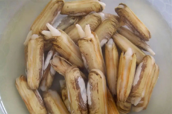 蟶子屬于貝類嗎 蟶子是海里的還是河里的 蟶子屬于貝類嗎 蟶子是海里的還是河里的