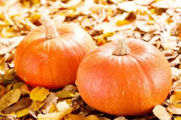 南瓜會不會引起脹氣 南瓜會導(dǎo)致便秘嗎
