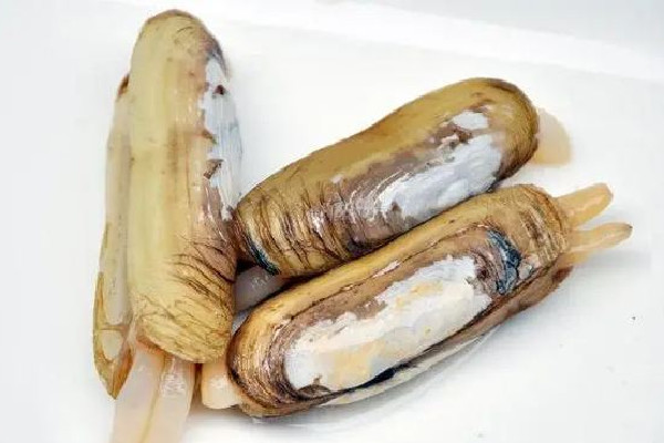 蟶子的營養(yǎng)價(jià)值及功效 蟶子的家常做法