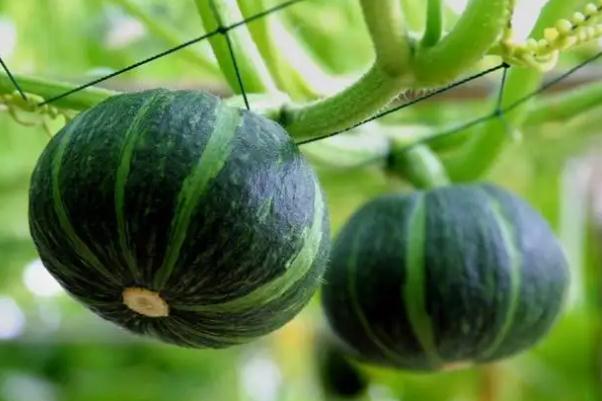 南瓜會不會引起脹氣 南瓜會導(dǎo)致便秘嗎