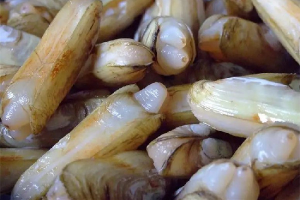 蟶子屬于貝類嗎 蟶子是海里的還是河里的 蟶子屬于貝類嗎 蟶子是海里的還是河里的