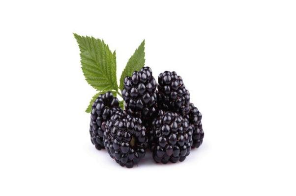 黑樹莓孕婦可以吃嗎 黑樹莓是什么季節(jié)的水果 黑樹莓孕婦可以吃嗎 黑樹莓是什么季節(jié)的水果