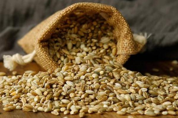 青稞米孕婦可以吃嗎 青稞米孕婦和坐月子可以吃嗎 青稞米孕婦可以吃嗎 青稞米孕婦和坐月子可以吃嗎