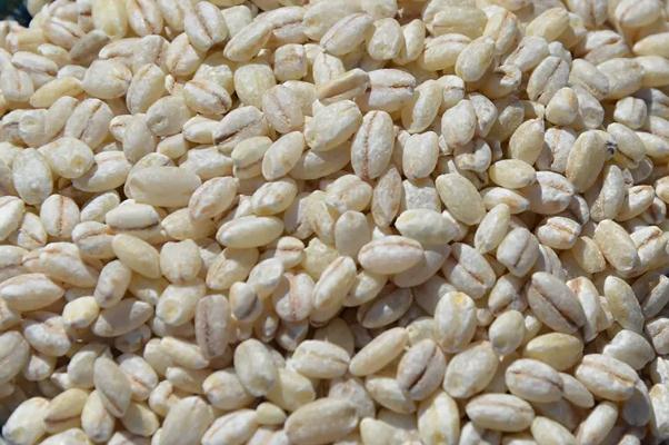 青稞米會(huì)胖嗎 青稞發(fā)霉的顏色 青稞米會(huì)胖嗎 青稞發(fā)霉的顏色