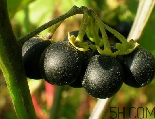 龍葵果多少錢一斤 龍葵果是什么 龍葵果多少錢一斤 龍葵果是什么