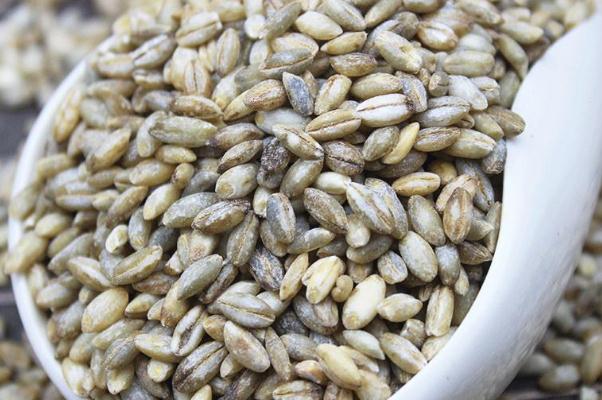 青稞米的功效與作用 青稞米怎么吃 青稞米的功效與作用 青稞米怎么吃