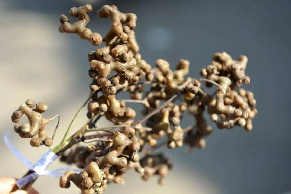 拐棗多少錢一斤 拐棗是水果嗎 拐棗多少錢一斤 拐棗是水果嗎