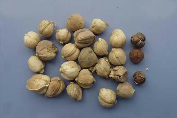 白蔻對胃病的作用 白蔻可以用什么香料代替 白蔻對胃病的作用 白蔻可以用什么香料代替