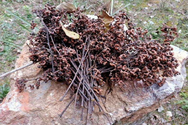 拐棗多少錢一斤 拐棗是水果嗎 拐棗多少錢一斤 拐棗是水果嗎