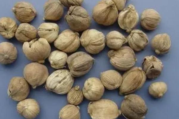 白蔻孕婦可以吃嗎 白蔻的用法 白蔻孕婦可以吃嗎 白蔻的用法