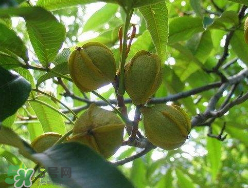 山核桃多少錢(qián)一斤市場(chǎng)價(jià) 野生核桃多少錢(qián)一斤 山核桃多少錢(qián)一斤市場(chǎng)價(jià) 野生核桃多少錢(qián)一斤