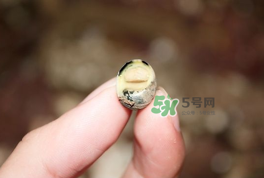 海螺多少錢一斤 海螺要煮多長(zhǎng)時(shí)間 海螺多少錢一斤 海螺要煮多長(zhǎng)時(shí)間