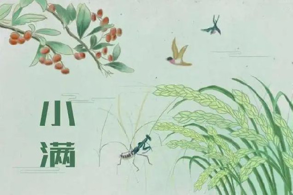 小滿吃什么傳統(tǒng)食物 小滿要吃餃子嗎 小滿吃什么傳統(tǒng)食物 小滿要吃餃子嗎