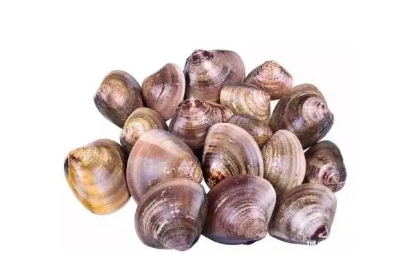 蛤蜊是高嘌呤食物嗎 蛤蜊是蜆子嗎 蛤蜊是高嘌呤食物嗎 蛤蜊是蜆子嗎