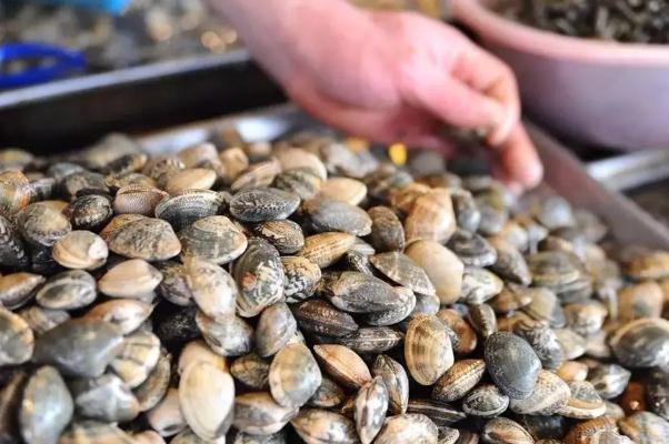 蛤蜊孕婦早期能吃嗎 蛤蜊煮多久幾分鐘能熟 蛤蜊孕婦早期能吃嗎 蛤蜊煮多久幾分鐘能熟