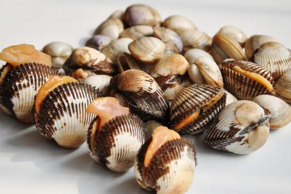 蛤蜊是涼性還是熱性的 蛤蜊里面的黑色的東西能吃嗎 蛤蜊是涼性還是熱性的 蛤蜊里面的黑色的東西能吃嗎