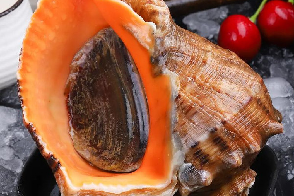 大海螺怎么挑選 大海螺買回家怎么處理 大海螺怎么挑選 大海螺買回家怎么處理