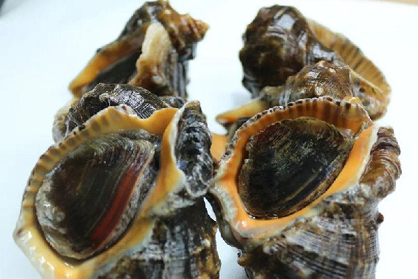 大海螺死了幾個(gè)小時(shí)能吃嗎 大海螺死了是什么樣子 大海螺死了幾個(gè)小時(shí)能吃嗎 大海螺死了是什么樣子