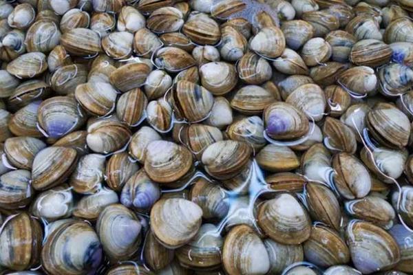 蛤蜊是涼性還是熱性的 蛤蜊里面的黑色的東西能吃嗎 蛤蜊是涼性還是熱性的 蛤蜊里面的黑色的東西能吃嗎