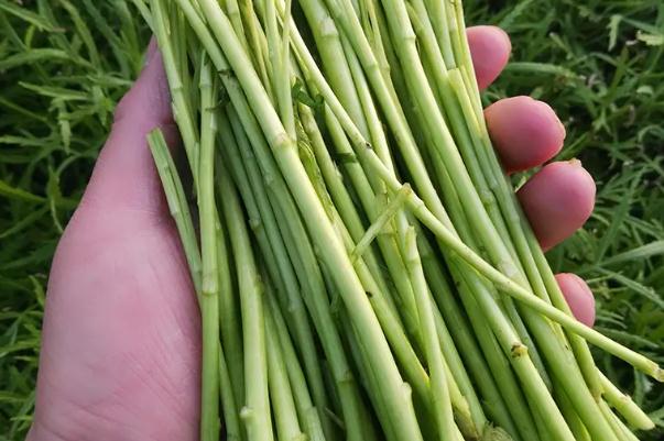 藜蒿怎么保存長久 藜蒿的葉子可以吃嗎 藜蒿怎么保存長久 藜蒿的葉子可以吃嗎