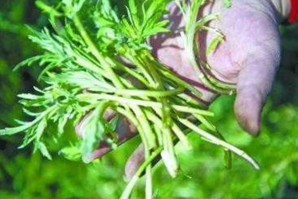 藜蒿的嘌呤高嗎 藜蒿是哪里特產(chǎn) 藜蒿的嘌呤高嗎 藜蒿是哪里特產(chǎn)