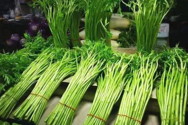 藜蒿怎么保存長久 藜蒿的葉子可以吃嗎 藜蒿怎么保存長久 藜蒿的葉子可以吃嗎