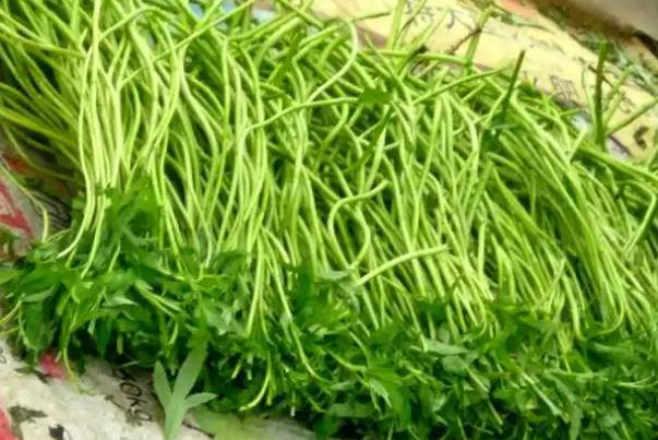 藜蒿會上火嗎 藜蒿會胖嗎 藜蒿會上火嗎 藜蒿會胖嗎