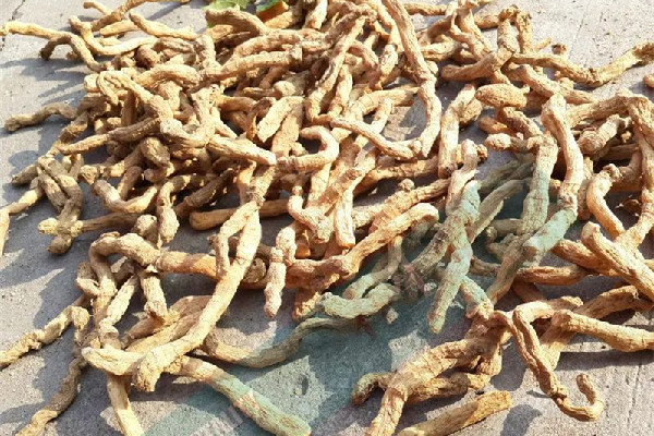 玉竹可以長期泡水喝嗎 玉竹泡水喝可以美白嗎 玉竹可以長期泡水喝嗎 玉竹泡水喝可以美白嗎