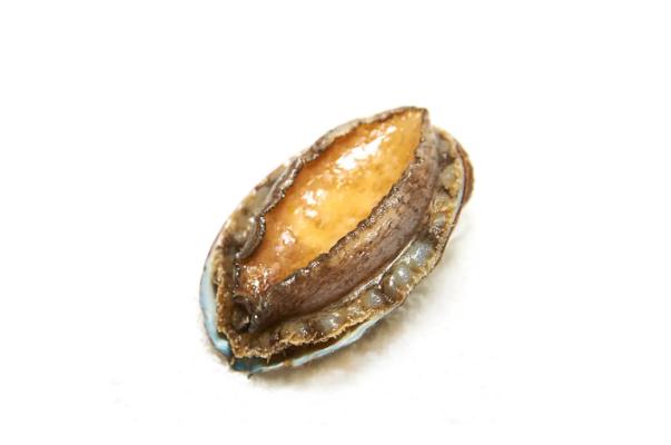 鮑魚的熱量 鮑魚有寄生蟲嗎 鮑魚的熱量 鮑魚有寄生蟲嗎