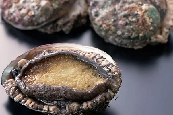 鮑魚的熱量 鮑魚有寄生蟲嗎 鮑魚的熱量 鮑魚有寄生蟲嗎