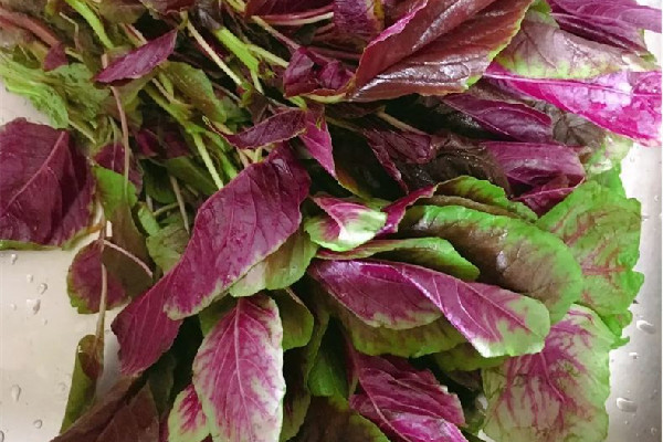 紅莧菜的功效與作用 紅莧菜是什么季節(jié)的菜 紅莧菜的功效與作用 紅莧菜是什么季節(jié)的菜