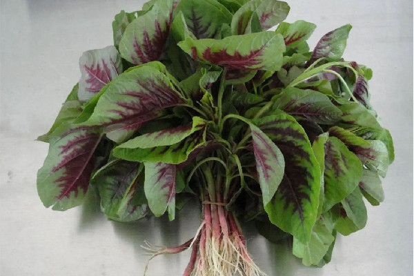 紅莧菜和綠莧菜有什么區(qū)別 紅莧菜為什么是紅色的 紅莧菜和綠莧菜有什么區(qū)別 紅莧菜為什么是紅色的