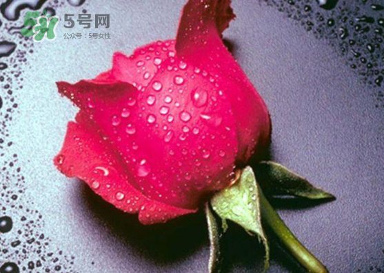 七夕玫瑰花多少錢一朵 七夕節(jié)送紅玫瑰還是粉玫瑰 七夕玫瑰花多少錢一朵 七夕節(jié)送紅玫瑰還是粉玫瑰