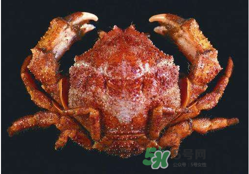 板蟹多少錢一斤 板蟹蒸多長(zhǎng)時(shí)間 板蟹多少錢一斤 板蟹蒸多長(zhǎng)時(shí)間