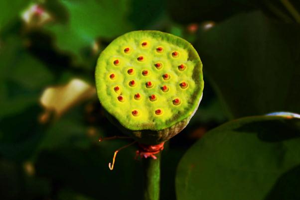 蓮蓬會壞嗎 蓮蓬變黑是壞了嗎 蓮蓬會壞嗎 蓮蓬變黑是壞了嗎