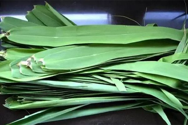 粽葉買什么樣的好 粽葉會不會壞 粽葉買什么樣的好 粽葉會不會壞