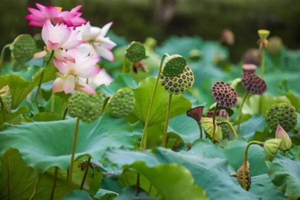 蓮蓬幾月份成熟 蓮蓬的寓意 蓮蓬幾月份成熟 蓮蓬的寓意