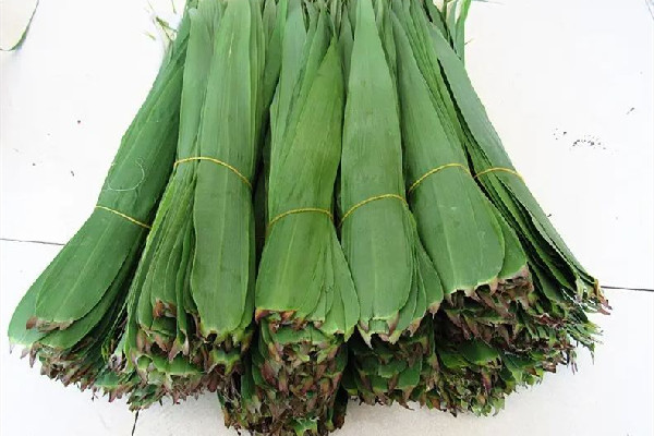 粽葉是新鮮的好還是干的好 粽葉買回來怎么處理 粽葉是新鮮的好還是干的好 粽葉買回來怎么處理