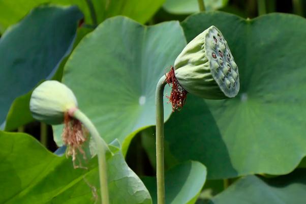 蓮蓬會壞嗎 蓮蓬變黑是壞了嗎 蓮蓬會壞嗎 蓮蓬變黑是壞了嗎