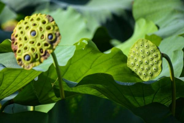 蓮蓬會壞嗎 蓮蓬變黑是壞了嗎 蓮蓬會壞嗎 蓮蓬變黑是壞了嗎